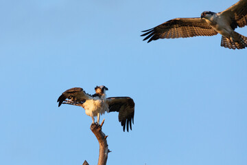 A view of an Osprey photographed at Fort Hancock in Sandy Hook, New Jersey on a summers night in August 2024.
