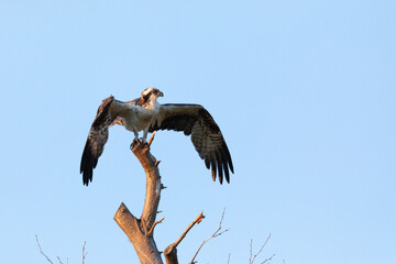 A view of an Osprey photographed at Fort Hancock in Sandy Hook, New Jersey on a summers night in August 2024.