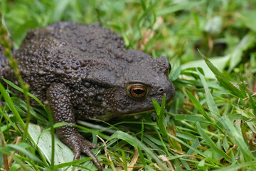 Low angle closeup on a female Common European toad, Bufo bufo in a grassland