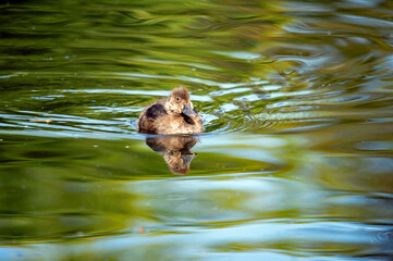 Flauschiges Küken im natürlichen Lebensraum