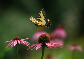 Swallowtail in Flight