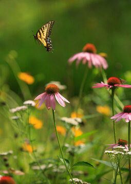 Eastern Tiger Swallowtail in Flight