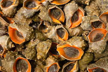 Sea shellfish. Freshly caught Black Sea rapana. Sea food.