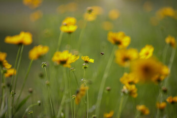 Bee Flying in a Field of  Yellow Wildflowers