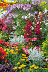 Beete mit kunterbunten Sommerblumen - garden beds with summer flowers in vivid colours