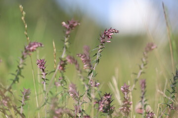 Flowers of Red Bartsia (Odontites vulgaris) plant in wild nature