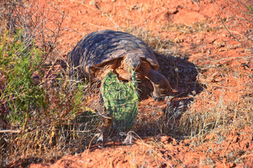 Mojave Desert Tortoise, Gopherus Agassizii, eating  grass and cactus foraging in the Red Cliffs Desert Reserve St George Southern Utah. United States.