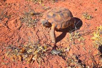 Mojave Desert Tortoise, Gopherus Agassizii, eating  grass and cactus foraging in the Red Cliffs Desert Reserve St George Southern Utah. United States.