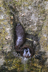 Slug