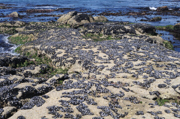 Mussels