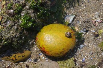 Snail over yellow stone