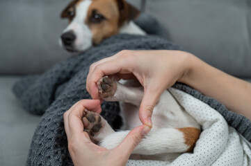 Jack Russell Terrier lies wrapped in a blanket. The owner holds her hands in the shape of a heart on the dog's paws. 
