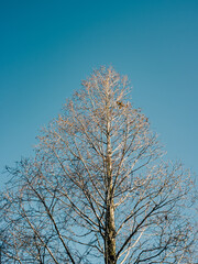 Tree and sky