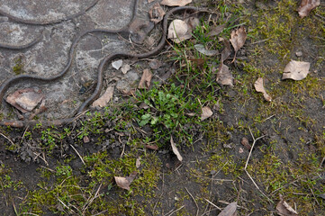 young green grass next to an old rusty sewer manhole.