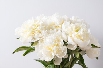 White Peonies with Dew Drops on Petals on a white background