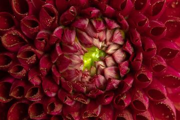 Detailed macro shot of red dahlia flower petals showcasing delicate pink and white hues, adorned with dewdrops. Selective focus