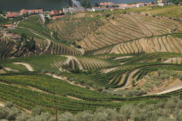 Douro Valley