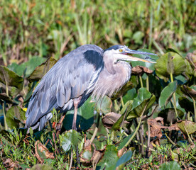 Great blue heron eating Dragonfly