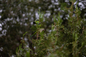 loros 