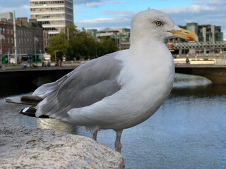 Close-up of seagull in Dublin, Ireland