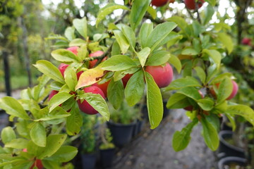 Ripe Red Plums Hanging on Tree Branch