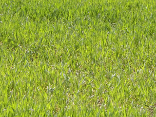 Close up of green grass as nature background.