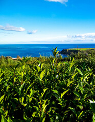 Landscape of tea plantation in Porto Formoso
