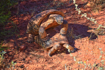 Mating Mojave Desert Tortoise, Gopherus Agassizii, mating ritual shell butting circling in the Red Cliffs Desert Reserve St George Southern Utah.