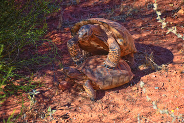 Mating Mojave Desert Tortoise, Gopherus Agassizii, mating ritual shell butting circling in the Red Cliffs Desert Reserve St George Southern Utah.
