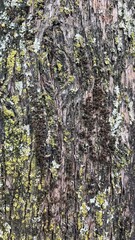 texture of tree bark with moss and lichen. Photo from the Balkans, Gorica Park in Montenegro. High quality photo