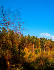 Autumnal trees on blue sky background.