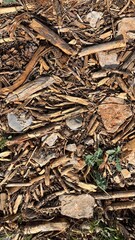 Texture of fallen bark and wood. Photo from the Balkans, Gorica Park in Montenegro. High quality photo