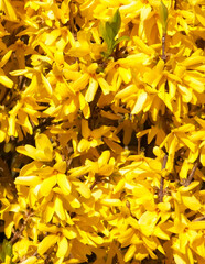 Obraz premium Yellow Forsythia flowers as nature background.
