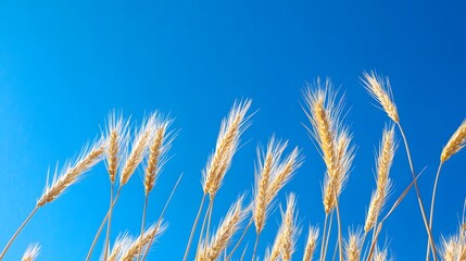 青空と小麦