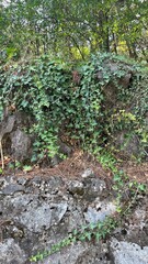 Climbing plants on a rock. High quality photo