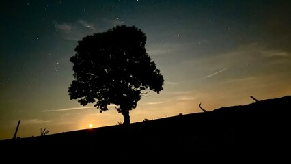a lonely tree in the middle of a field in the moonlight © Marcin