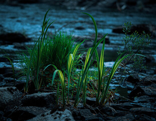 grass in the water