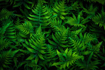green fern background
