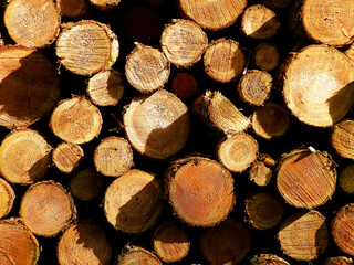 Forest clearance - wooden beams as nature background.