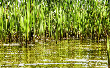 Close up of typha plant in lake water.