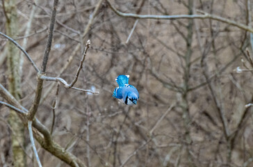 Blue jay diving with wings against side in forest