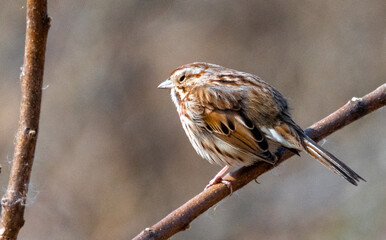 sparrow on a branch