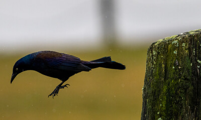 bird on a wooden post