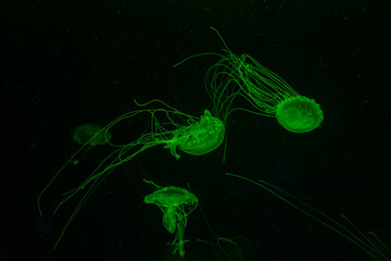 Three Atlantic sea nettle jellyfish, Chrysaora quinquecirrha, East Cost sea nettle, swims in illuminated aquarium with green lighting. Theriology, biodiversity, undersea life, aquatic organism