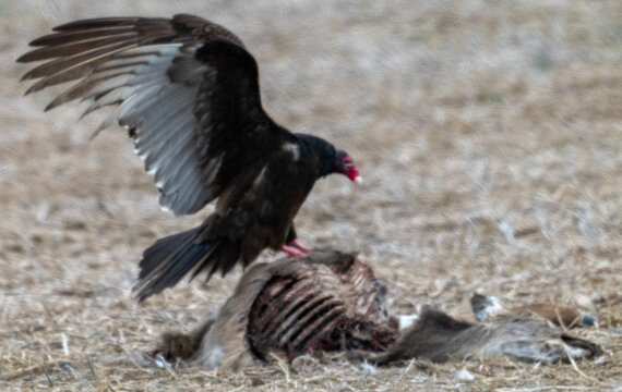Turkey vulture perched on dead carcass with wings spread