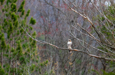 Cooper's hawk perched in tree