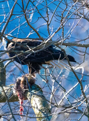Eagle eating in tree
