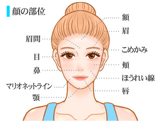 Fototapeta premium 綺麗な大人の女性の顔のパーツ部位の図解イラスト素材