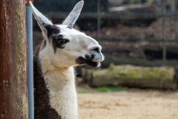 close up of a llama