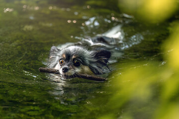 Naklejka premium A cute papillon swimming in a pond in summer outdoors